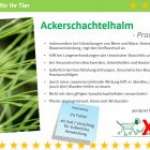 heilkraeuter-tier-onlinekurs-haustier-campus