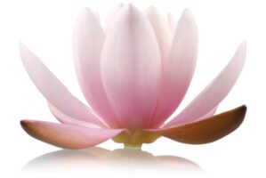 Yoga Faszientraining Onlinekurs von Katharina Brinkmann - becomePro