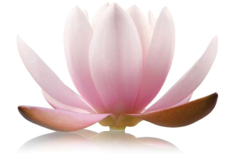 Yoga Faszientraining Onlinekurs von Katharina Brinkmann