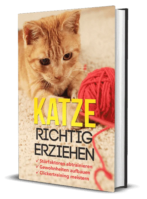 Katze richtig erziehen - der Ratgeber - becomePro