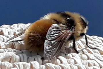 Apitherapie - Die Heilwerte aus dem Bienenvolk - Videokurs von "Der Gesundcoach" 1