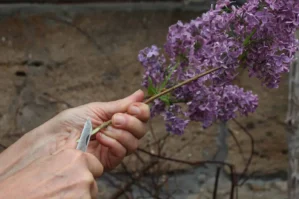 Basiswissen der Floristik: Grauschale mit pfirsich-rosa Nelken und gelbgrünen Blattstrukturen