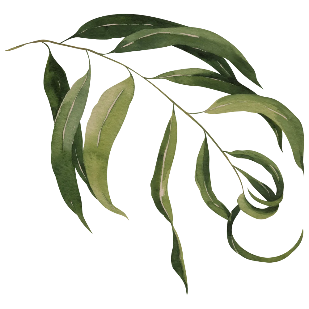 Aquarell-Illustration von Eukalyptusblättern und -zweigen in Grüntönen