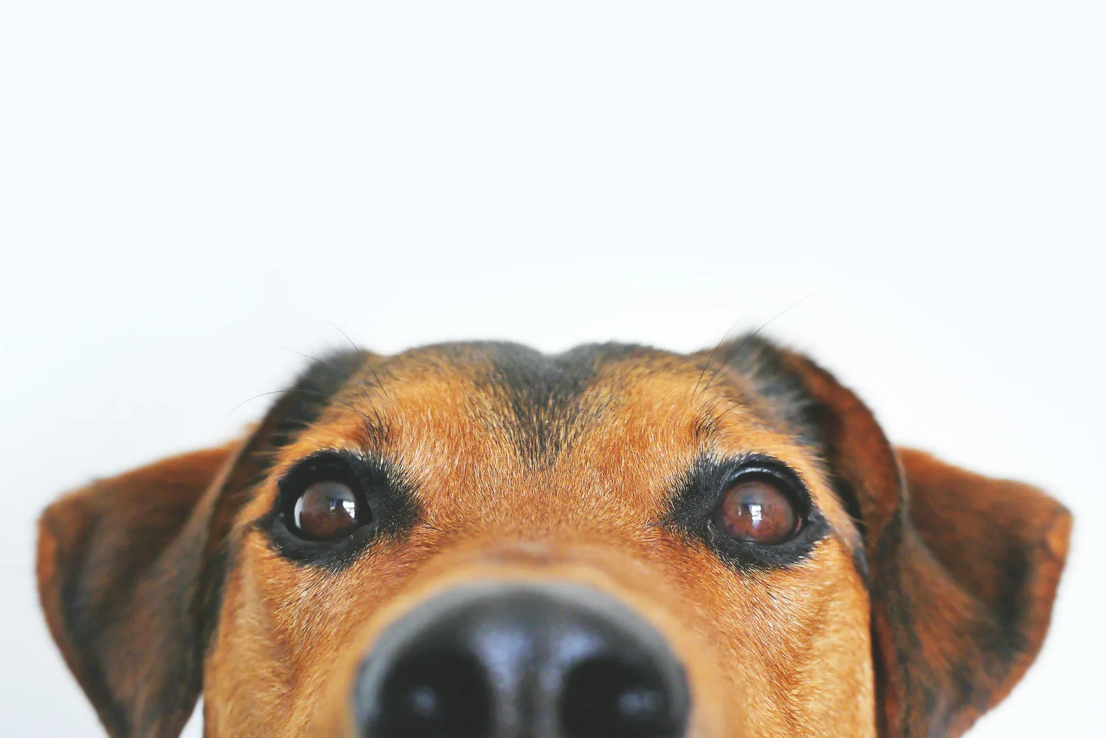 Porträt eines braunen Hundes mit fokussiertem Blick von vorne