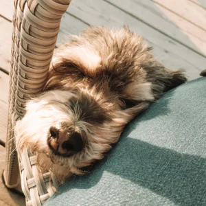 Shih-Tzu-Hund liegt in der Sonne auf einem Rattansessel