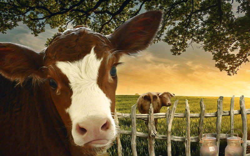 Liste mit 780 versteckten tierischen Bestandteilen in Haushaltsprodukten