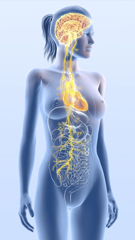 Medizinische Illustration des Nervensystems einer Frau in gelb und rot