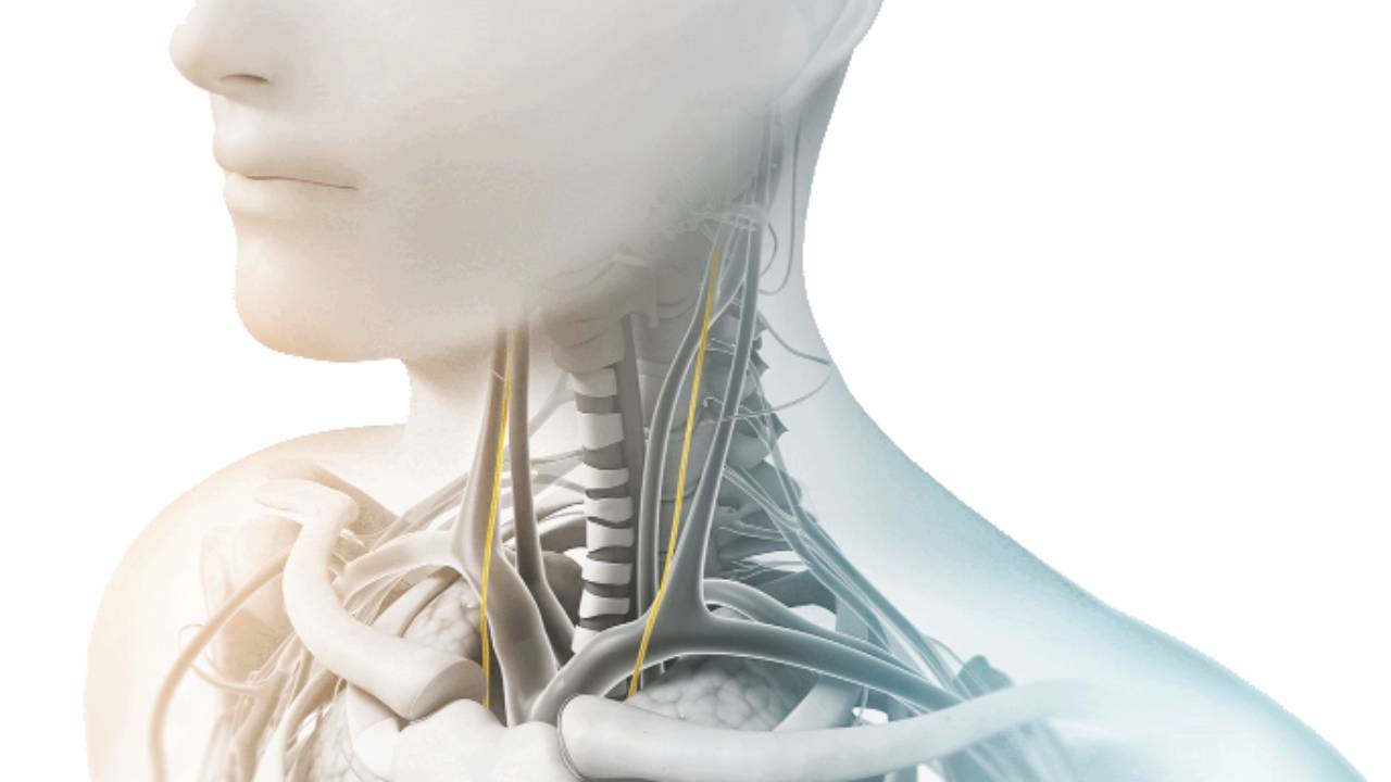 Anatomische Darstellung der Halsnerven einer Frau im Profil