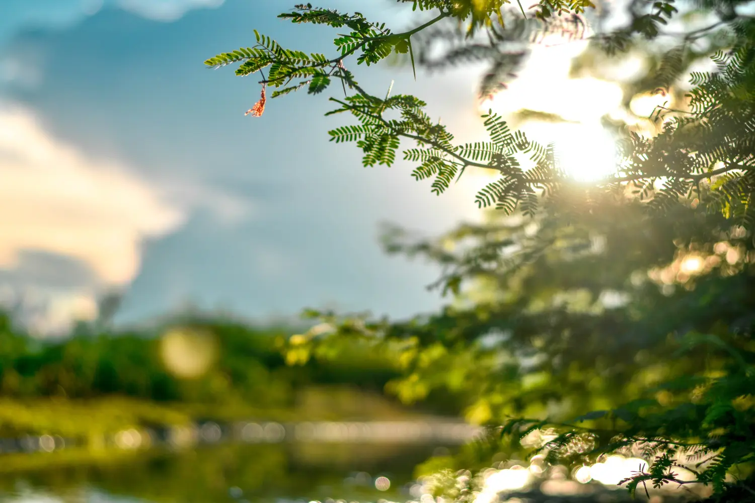 Naturlandschaft mit Farnblättern im Fokus, verschwommener grüner Wiese und hellem Himmel