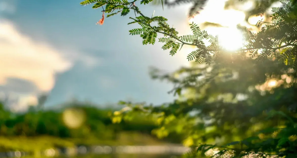 Angst – Hypnose-Hörbuch für Kinder von Christiane Krejczi 4 Naturaufnahme mit Farnblättern im Vordergrund und unscharfem grünen Wald mit Sonnenlicht im Hintergrund