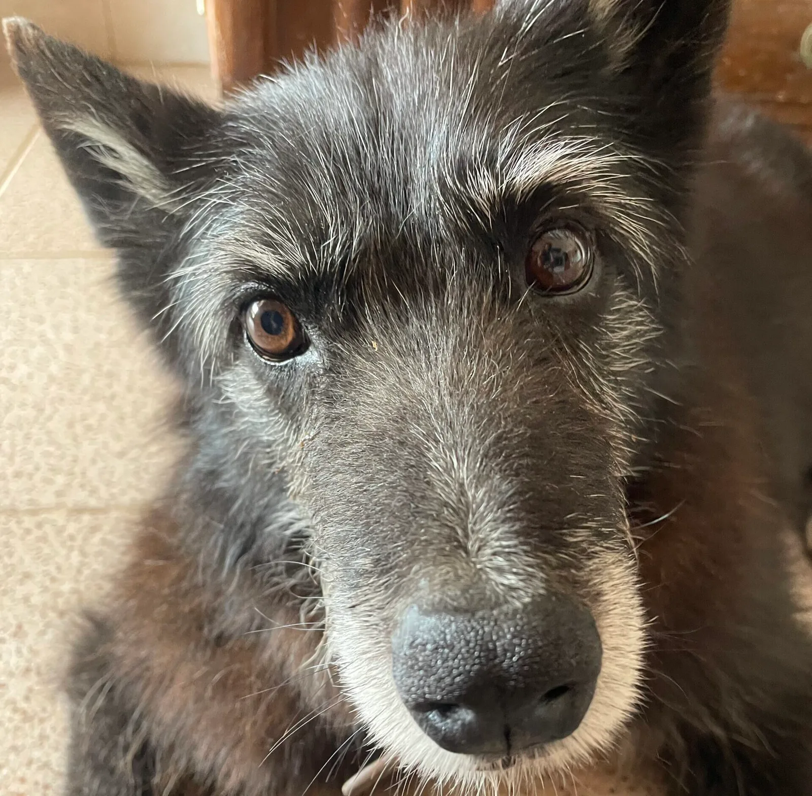 Der Pfoten-Kompass – E-Book zu Seniorhunden von Anke Huber 10 Anke Huber