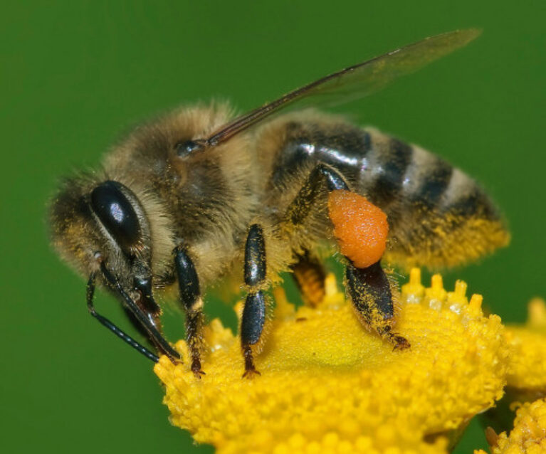 Apitherapie – Videokurs zu Bienenprodukten von Brit Kröger