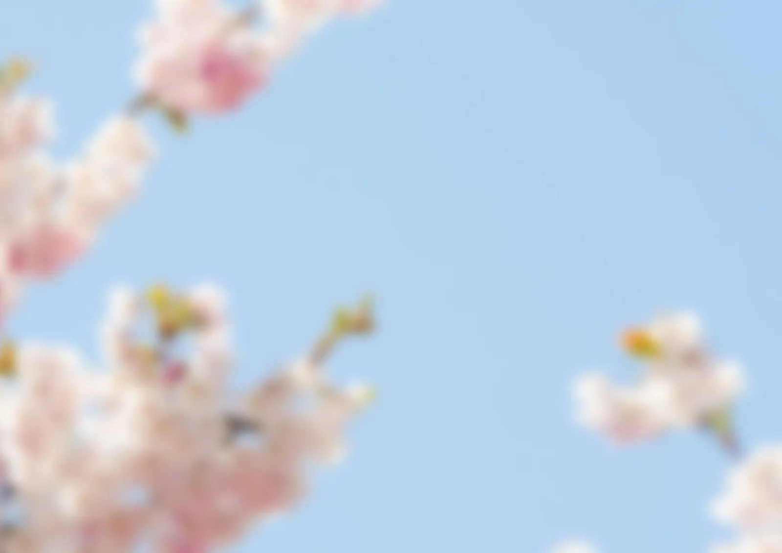 Unscharfer Hintergrund mit Kirschblüten in Weiß und Rosa vor blauem Himmel