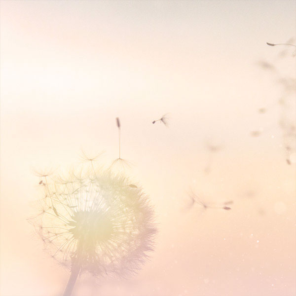 Pusteblume mit fliegenden Samen in zartem Rosa und Creme-Ton, symbolisiert Veränderung und Loslassen