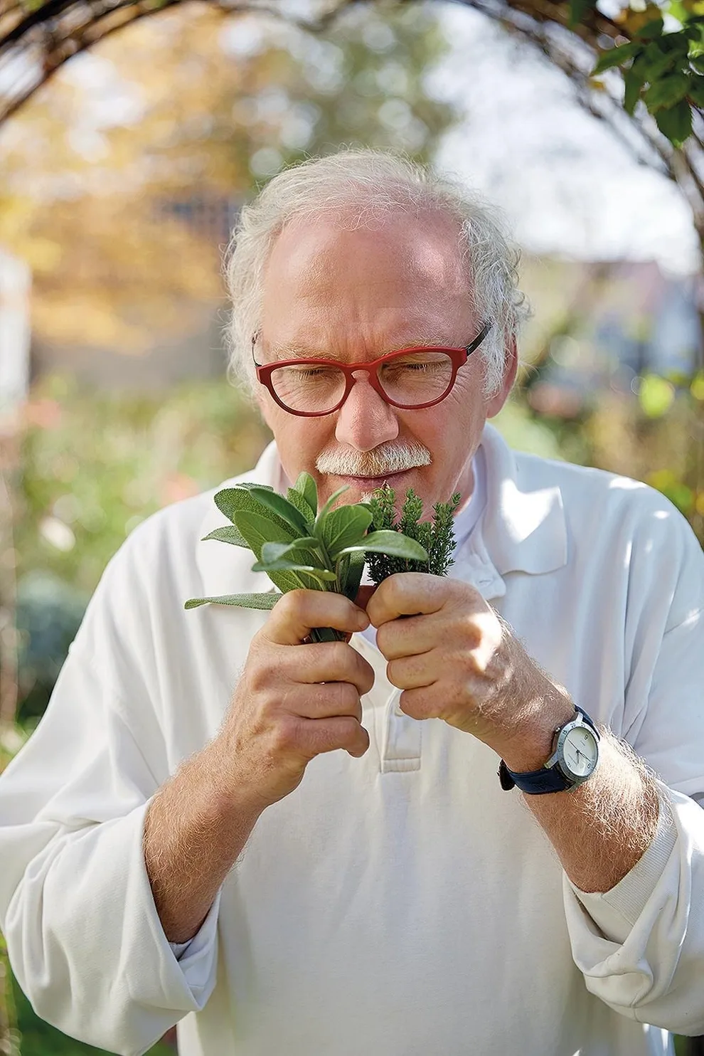 Älterer Mann mit Brille und Kräutern: hält Heilkräuter und Pflanzen in den Händen im Garten