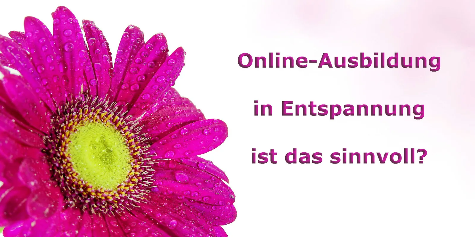 Pink blühende Gerbera mit Wassertropfen neben lila Text zur Online-Ausbildung in Entspannung