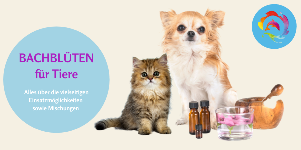 Bachblüten für Tiere Kurs Hero-Image mit Text, Katze, Chihuahua und Flaschen
