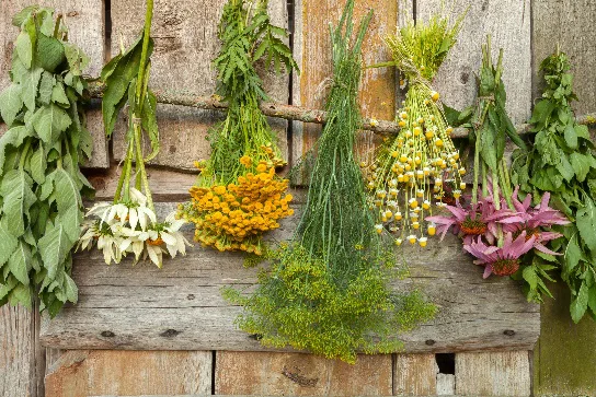 Getrocknete Heilkräuter und Blüten hängend vor Holzhintergrund