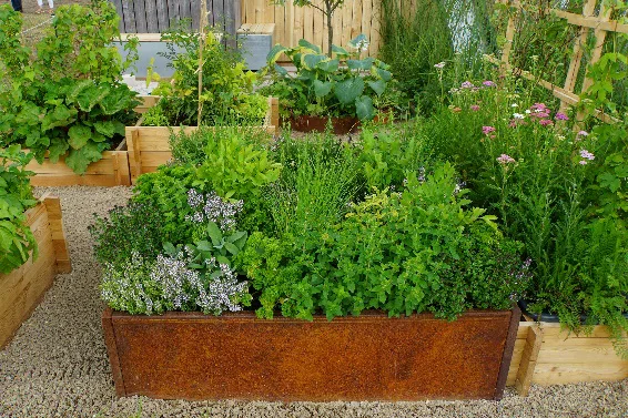 Hochbeete mit verschiedenen grünen Kräutern und Pflanzen im Garten