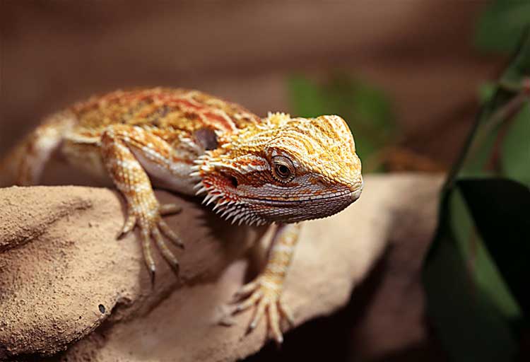 Bartagame sitzt auf Ast im Terrarium, Detailaufnahme des Kopfes und der Körperstruktur