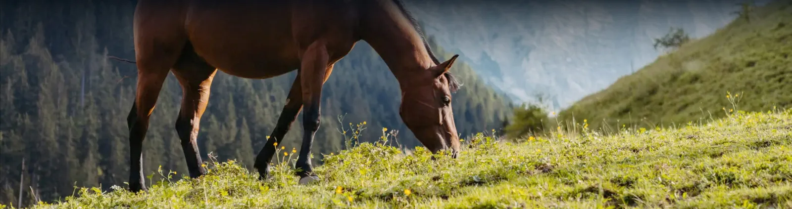 Basis Kongresspaket – Videokurspaket zu Pferden 6 Braunes Pferd weidet auf Alpenwiese mit Bergwald im Hintergrund