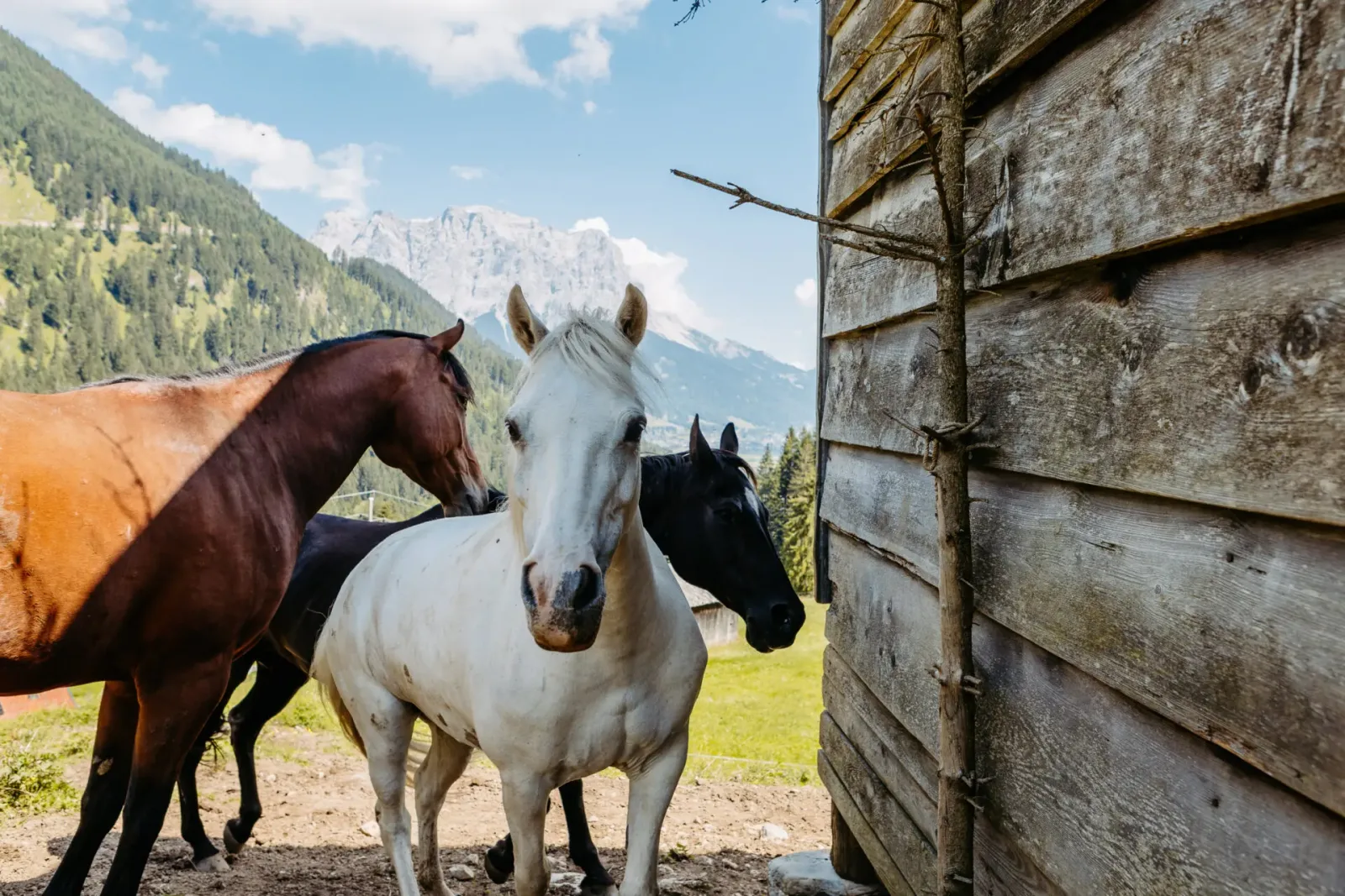 Basis Kongresspaket – Videokurspaket zu Pferden 2 Drei Pferde verschiedener Farben vor Almhütte mit Bergpanorama