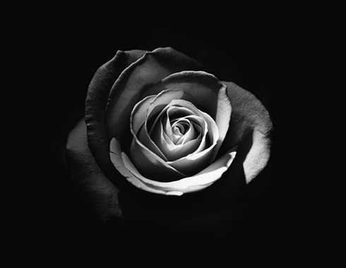 Detailaufnahme einer Rose vor schwarzem Hintergrund, Schwarz-Weiß-Fotografie