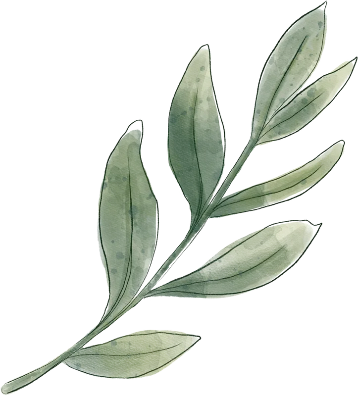 Botanische Illustration eines Olivenzweigs mit grünen Blättern in Aquarellstil