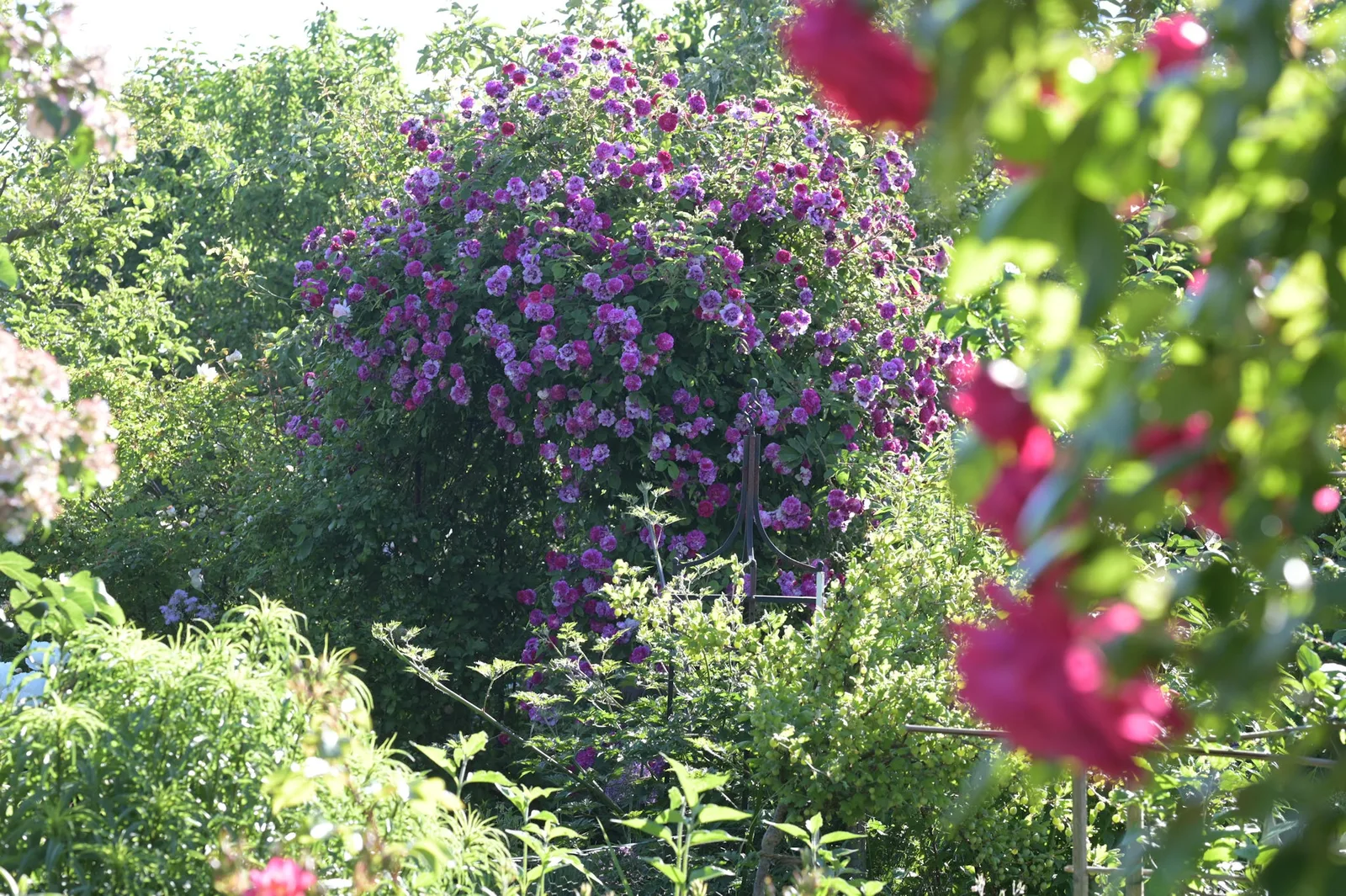 Rosenbogen mit üppig blühenden violetten und magentafarbenen Blüten im Blütengarten