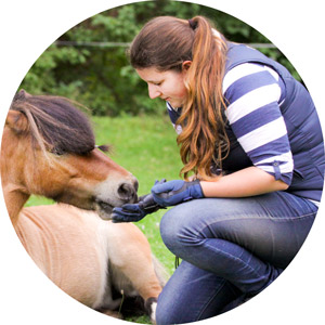Lina Boerner führt Bodenarbeit mit braunem Pony durch, eBook Bodenarbeit