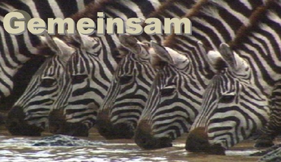 Herde Zebras trinkt an Wasserloch, Streifenmuster deutlich sichtbar