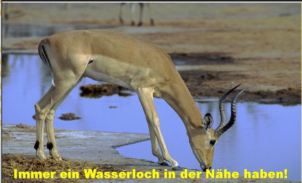 Gazelle trinkt an Wasserloch in afrikanischer Savanne
