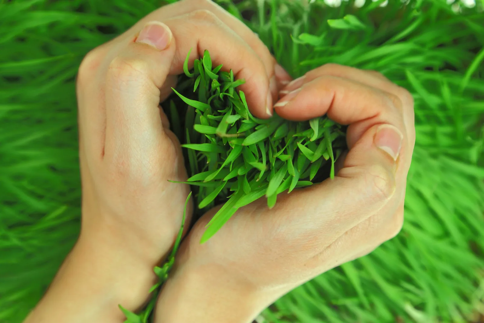 Chlorophyll-Bundle Online – Videokurs zu grüner Ernährung 7 Hände halten frische grüne Wildkräuter, grüner Rasen im Hintergrund