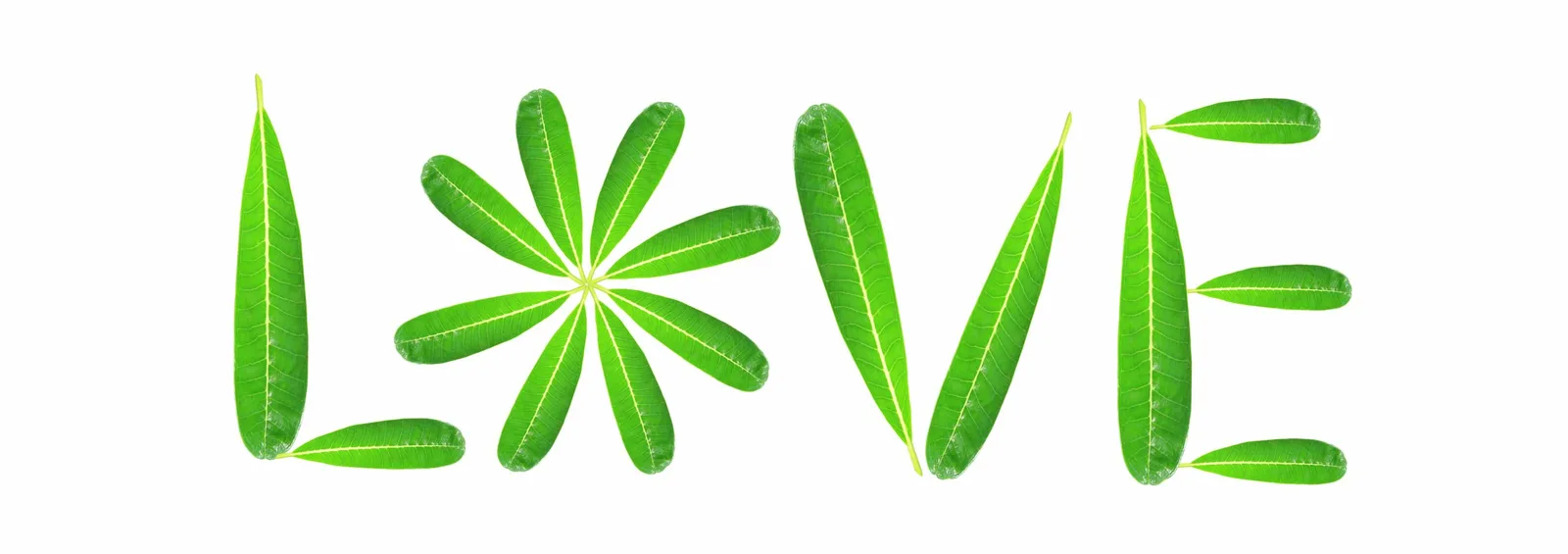 Chlorophyllkongress – Videokongress über Blattgrün von Maria Kageaki 6 Grüne Blätter bilden das Wort LOVE auf weißem Hintergrund