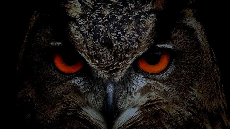 Nahaufnahme einer Eule mit intensiven orange-roten Augen
