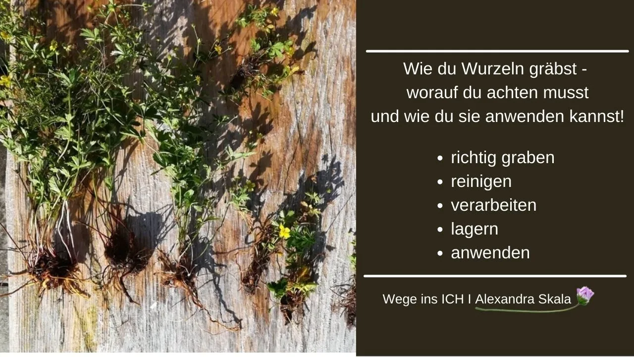 Geerntete Wildwurzeln auf Holzoberfläche mit Anleitung zur Wurzelernte