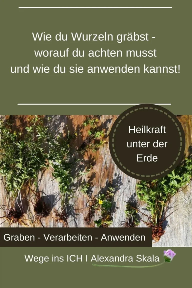 Das kleine Wild-Wurzel 1x1 – E-Book über Wildwurzeln