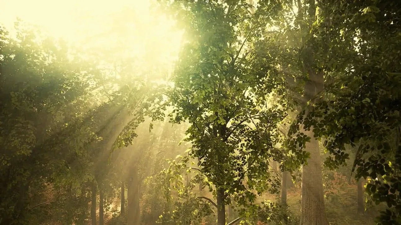 Waldweg mit Sonnenlicht durch Blätter, symbolisiert Reinigung und Erneuerung