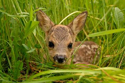 Reh-Kopf im grünen Gras, nahes Porträt des Wildtiers