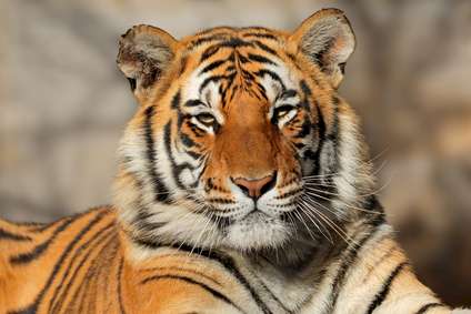 Tiger-Porträt frontal, Blick in Kamera, kräftiger Ausdruck