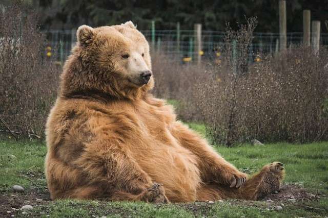 Bär sitzt entspannt im Gras, braunes Fell, ruhiger Ausdruck