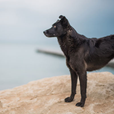 Der Pfoten-Kompass – E-Book zu Seniorhunden von Anke Huber 8 Schwarzer Hund steht auf Stein am Wasser und schaut zur Seite