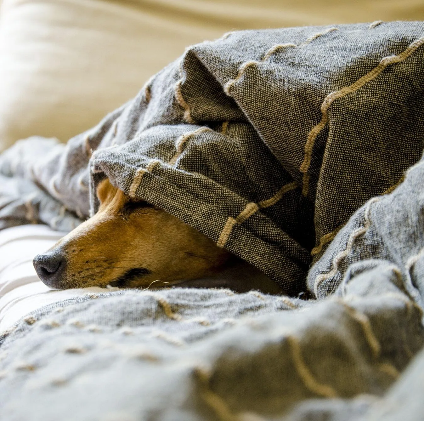 Der Pfoten-Kompass – E-Book zu Seniorhunden von Anke Huber 3 Brauner Seniorhund schläft unter grauer Decke im Bett