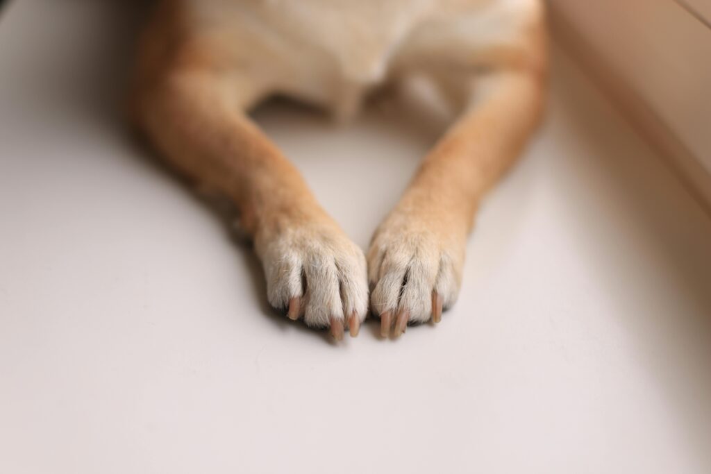 Der Pfoten-Kompass – E-Book zu Seniorhunden von Anke Huber 9 Unscharfe Hundepfoten auf hellem Untergrund in Makro-Nahaufnahme