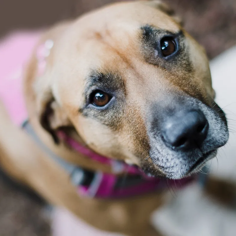 Der Pfoten-Kompass – E-Book zu Seniorhunden von Anke Huber 4 Blick auf Hundegesicht mit Halsband: braun-weißer Seniorhund schaut nach oben