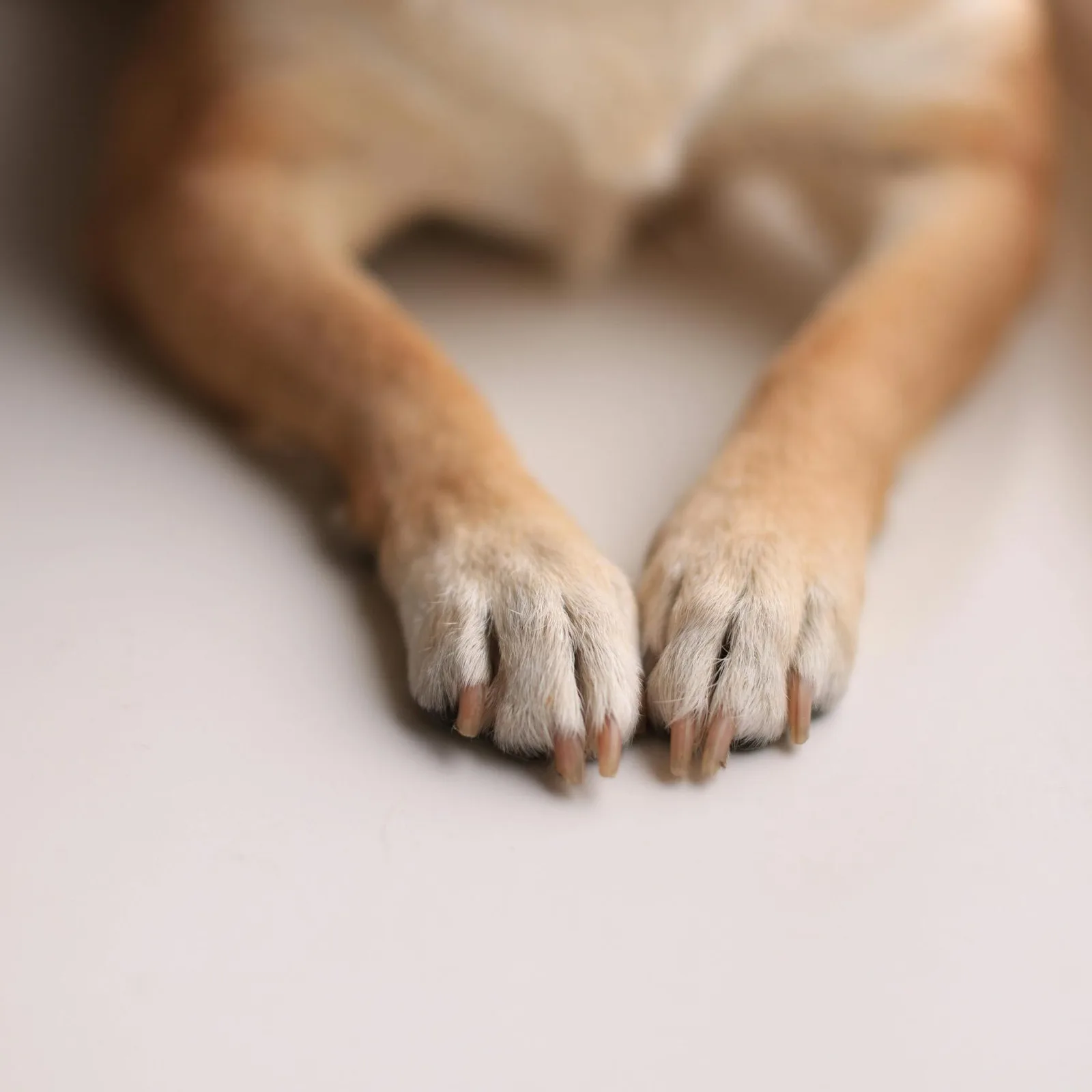 Der Pfoten-Kompass – E-Book zu Seniorhunden von Anke Huber 6 Zwei Hundepfoten form ein Herz auf weißem Untergrund