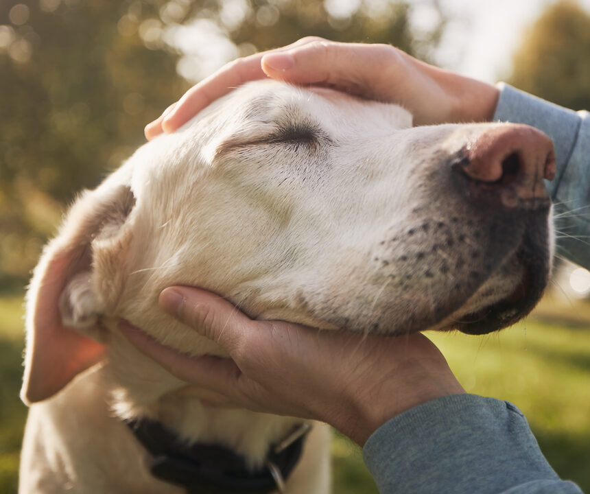 Der Pfoten-Kompass – E-Book zu Seniorhunden von Anke Huber 7 Hände streicheln weißen Seniorhund im Sonnenlicht draußen