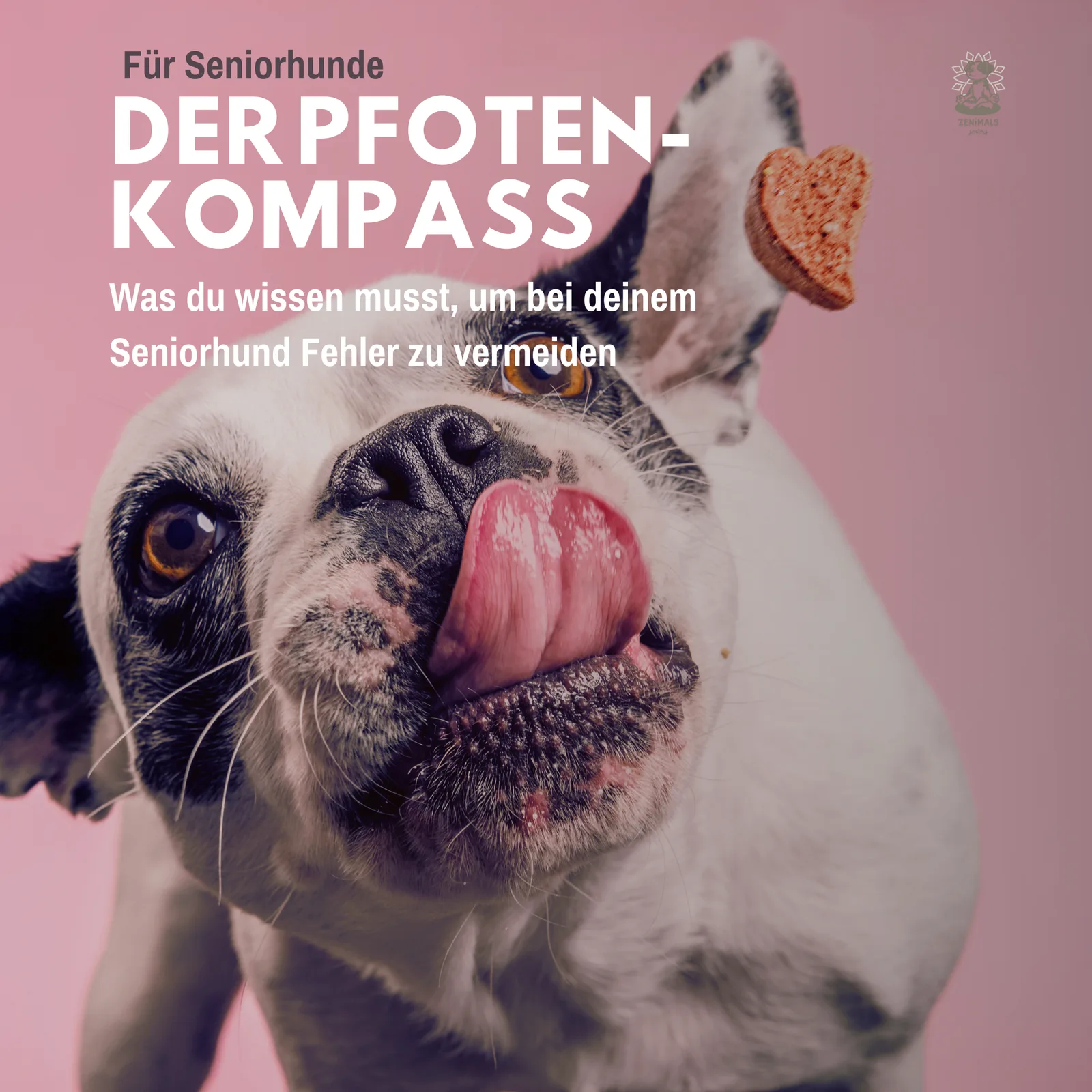 Der Pfoten-Kompass – E-Book zu Seniorhunden von Anke Huber 2 Der Pfotenkompass Titelbild: Weißer Hund mit Zunge leckt sich Pfoten, rosa Hintergrund