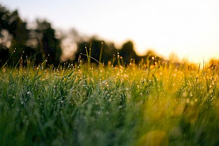Nahaufnahme grüner Grashalme mit Tautropfen, Wald und Sonne im unscharfen Hintergrund