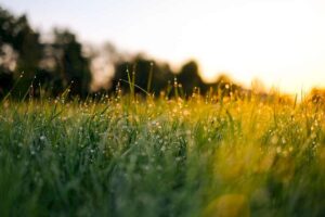 Grüne Wiese mit Tautropfen im Morgenlicht, unscharfe Bäume im Hintergrund